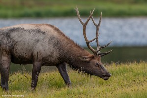 2188 Bull Elk
