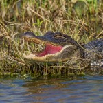 2191 American Alligator