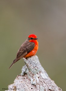 2193 Vermillion Flycatcher (Pyrocelphalus rubinus)