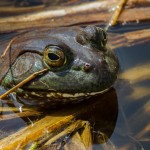 2202 Common Bullfrog