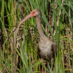 2203 Juvenile White Ibis (Eudocimus albus)