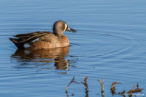 2206 Blue-winged Teal (Anas discors)