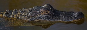 2208 Alligator (Alligator mississippiensis)