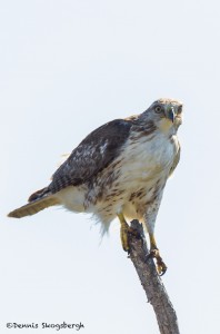 2211 Immature Red-tailed Hawk