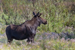 2224 Bull Moose