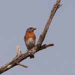 2238 Eastern Bluebird (Sialia sialis)