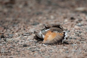 2239 Female Killdeer (Charadrius vociferus), Feigning Injury to Protect Nest