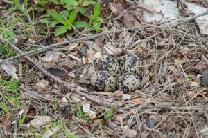 2240 Killdeer Nest