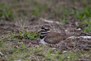 2241 Nesting Killdeer (Charadrius vociferus)