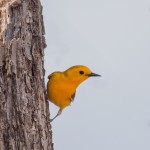 2245 Prothonotary Warbler (Protonotaria citrea)