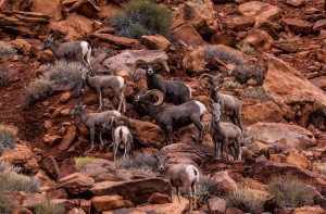 2251 Bighorn sheep (Ovis canadensis)