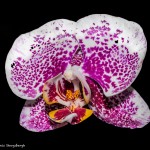 2271 Orchid