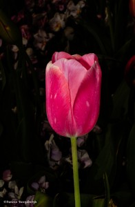 2276 Tulip