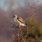 2310 Immature Red-tailed Hawk (Buteo jamaicensis)