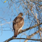 2311 Red-tailed Hawk (Buteo jamaicensis)