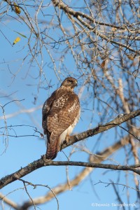 2311 Red-tailed Hawk (Buteo jamaicensis)