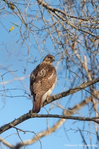 2311 Red-tailed Hawk (Buteo jamaicensis)