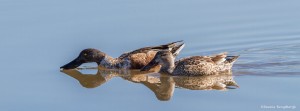 2314 Northern Shovelers, Male and Female