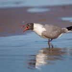 2316 Laughing Gull (Leukophaeus atricilla)