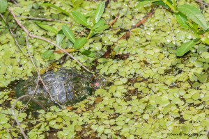 2317 Red-eared Slider (Trachemys scripta elegans)