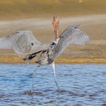 2320 Reddish Egret (Egretta rufescens)