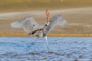 2320 Reddish Egret (Egretta rufescens)