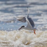 2324 Forster's Tern (Sterna forsteri)