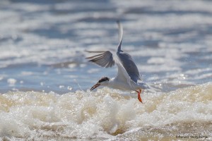 2324 Forster's Tern (Sterna forsteri)