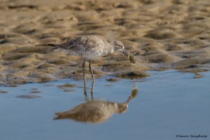 2327 Western Willet (Tringa semipalmata inornata)