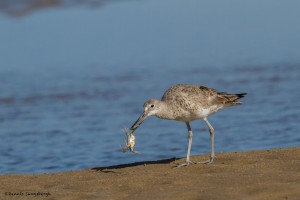 2328 Western Willet (Tringa semipalmata inornata)