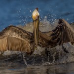 2332 Brown Pelican (Pelicanus occidentalis)