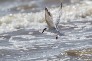 2336 Forster's Tern (Sterna forsteri)