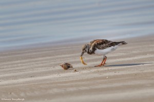 2338 Female, Breeding Ruddy Turnstone (Arenaria interpres)