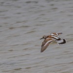 2345 Ruddy Turnstone (Arenaria interpres)