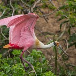 2347 Roseate Spoonbill (Platalea ajaja)