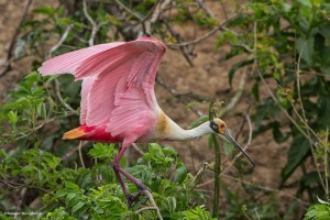 2347 Roseate Spoonbill (Platalea ajaja)