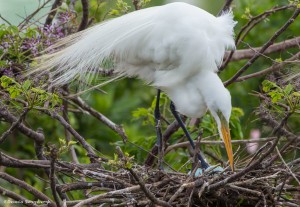 2350 Great Egret (Ardea alba)