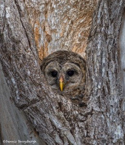 2352 Barred Owl Chick (Strix varia)