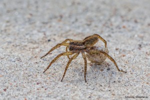 2362 Wolf Spider with Egg Case (Hogna helluo)