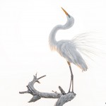 2364 Sunrise, Great Egret (Ardea alba), Breeding Plumage, Displaying