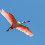 2368 Roseate Spoonbill (Platalea ajaja)