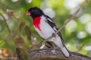 2371 Rose-breasted Grosbeak (Pheucticus ludovicianus)