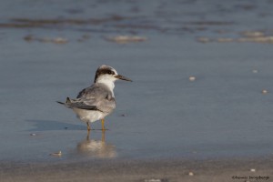 2374 Young Juvenile Least Tern (Sternula antillarum)