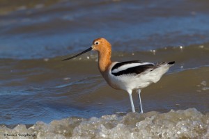 2375 American Avocet, Breeding (Recurvirostra americana)