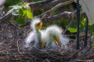 2377 Great Egret Chicks (Ardea alba), 1 week,
