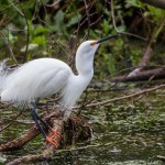 2382 Snowy Egret, Breeding Colors (Egretta thula)