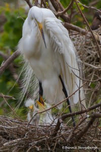 2383 Great Egret with Chicks (Ardea alba), 1 week