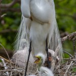 2384 Great Egret with Chicks (Ardea alba)