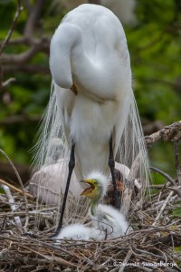 2384 Great Egret with Chicks (Ardea alba)