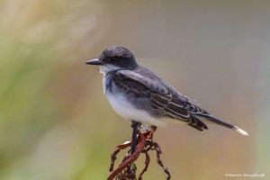 2385 Eastern Kingbird (Tyrannus tyrannus)